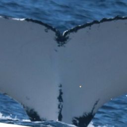 Fluke of HW-MN1104660