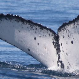 Fluke of HW-MN1104702