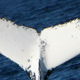Fluke of HW-MN1104808