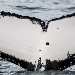 Fluke of HW-MN1104848