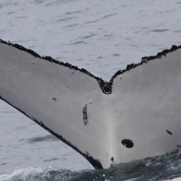 Fluke of HW-MN1104858