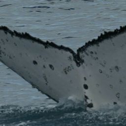 Fluke of HW-MN1104863