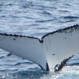 Fluke of HW-MN1104867