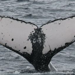 Fluke of HW-MN1104877