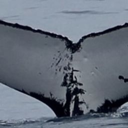 Fluke of HW-MN1104956