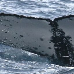 Fluke of HW-MN1104961
