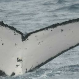 Fluke of HW-MN1104962