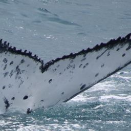 Fluke of HW-MN1105019