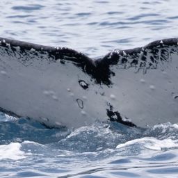 Fluke of HW-MN1105022