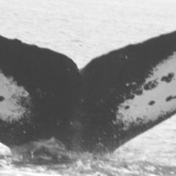 Fluke of CRC-10896