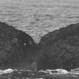 Fluke of CRC-11754