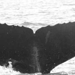 Fluke of CRC-12232