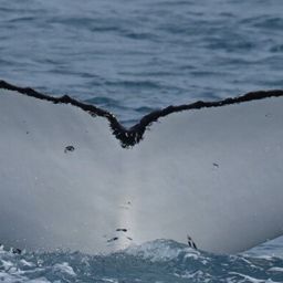 Fluke of HW-MN1105168