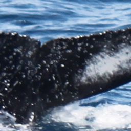 Fluke of HW-MN1105255