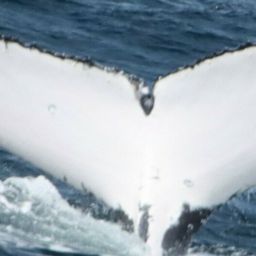 Fluke of HW-MN1105265