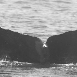 Fluke of CRC-10070