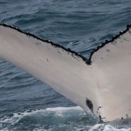 Fluke of HW-MN1105369