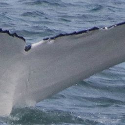Fluke of HW-MN1105372