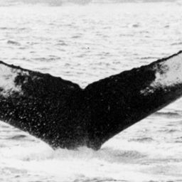 Fluke of NA-5812