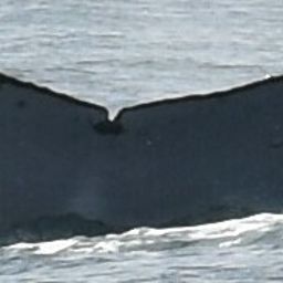 Fluke of HW-MN1304213