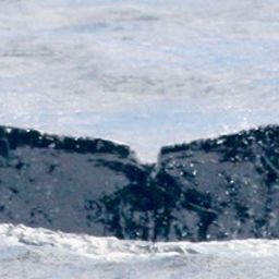 Fluke of HW-MN1304237