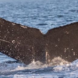 Fluke of CRC-15857