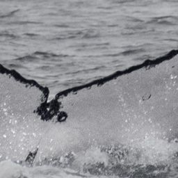 Fluke of HW-MN1304367