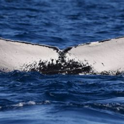 Fluke of NA-4121