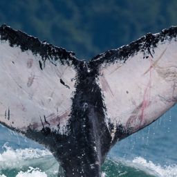 Fluke of HW-MN1304438