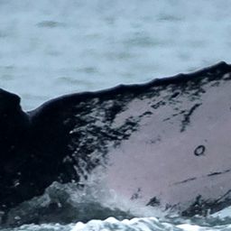 Fluke of HW-MN1304440