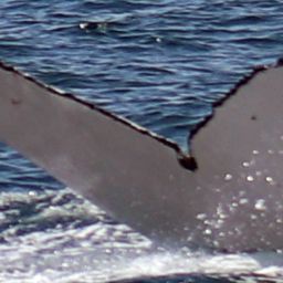 Fluke of HW-MN1304449