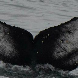 Fluke of CRC-21523