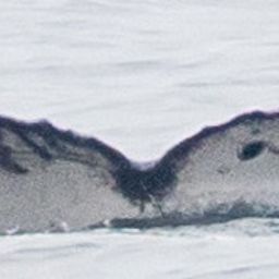 Fluke of CRC-21527