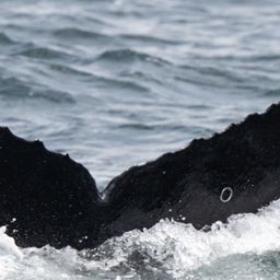 Fluke of CRC-21528