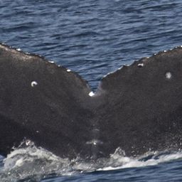 Fluke of CRC-21529