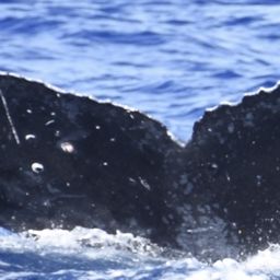 Fluke of CRC-21531