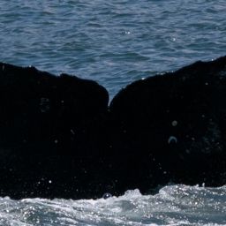 Fluke of CRC-21532