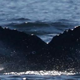 Fluke of 2021 calf of BCX2190