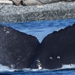 Fluke of BCX2463