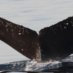 Fluke of CRC-21541