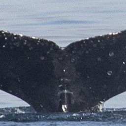 Fluke of CRC-21542