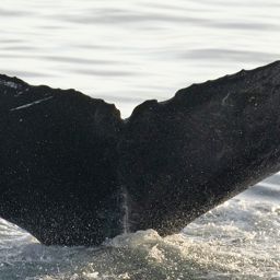 Fluke of CRC-21117