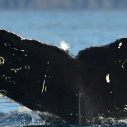 Fluke of CRC-21544