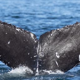 Fluke of CRC-21546