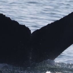 Fluke of BCX2466
