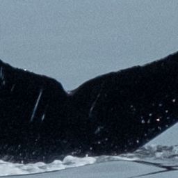 Fluke of CRC-21549