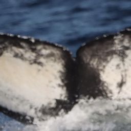 Fluke of CRC-21552