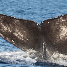 Fluke of CRC-21553