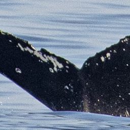 Fluke of CRC-21112