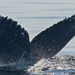 Fluke of CRC-21111